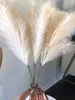 팜파스 그라스 — 50cm 웨딩 데코